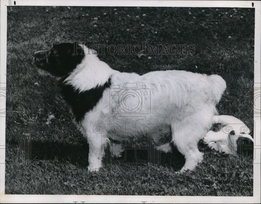 1962 Press Photo SCAMP is the matriarch of the Parson Jack Russell terriers-Historic Images