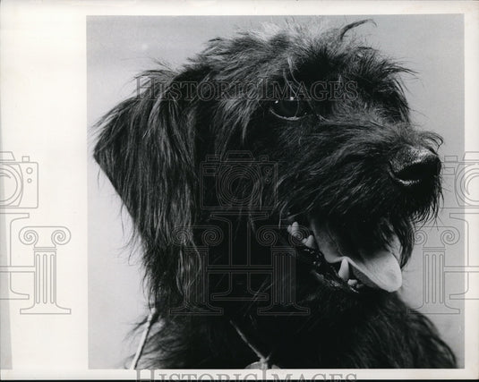 1965 Mixed breed - Historic Images