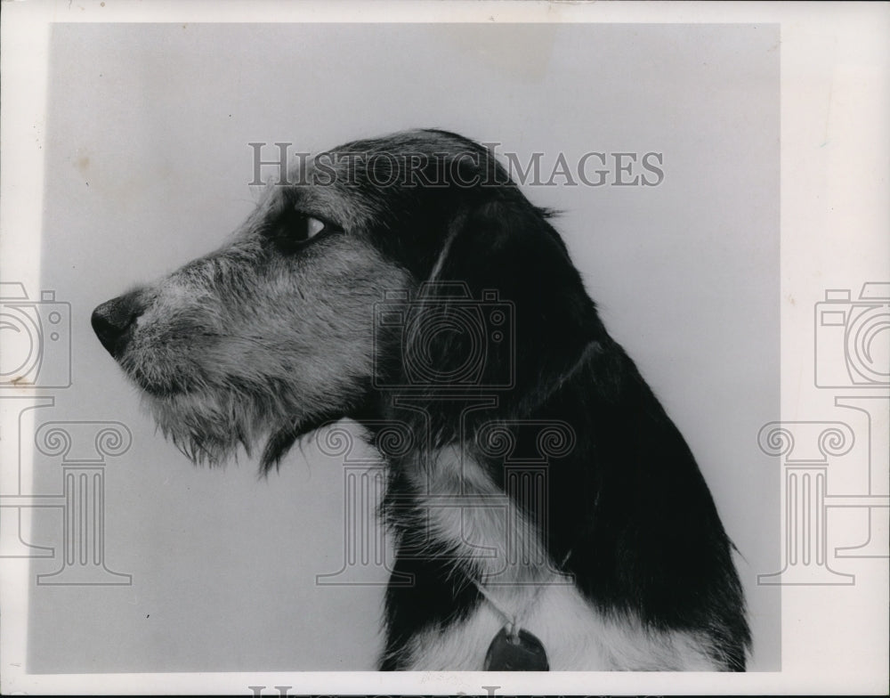 1965 Dogs  - Historic Images