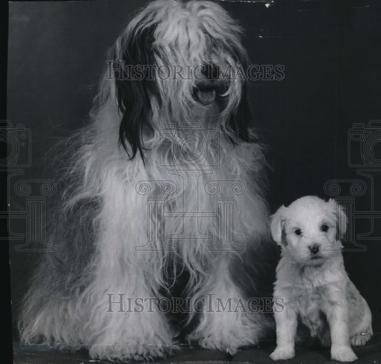 1973 Press Photo Mother & puppy Tibetan Terriers-Historic Images