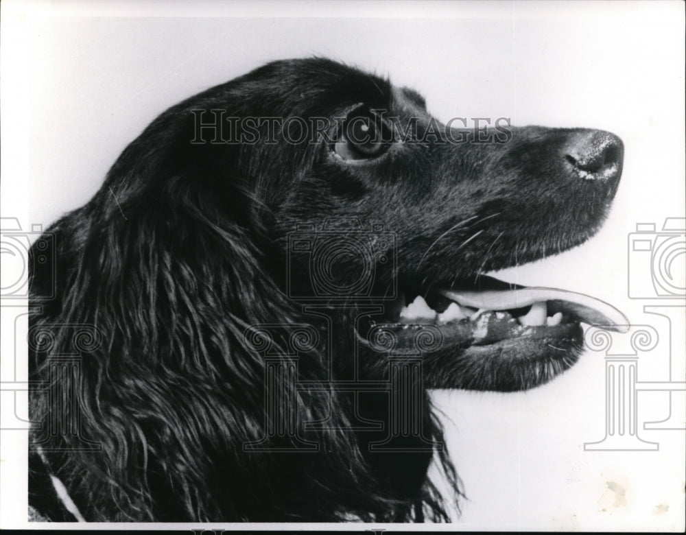 1965 Press Photo Spaniel Mix dog of the week-Historic Images