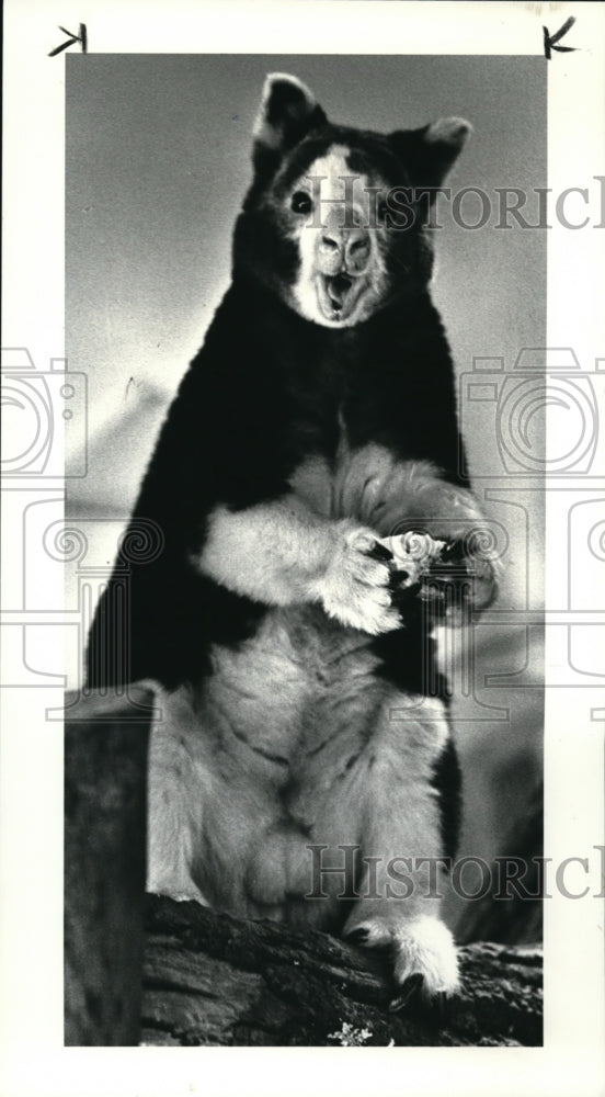 1987 Press Photo Tree Kangaroo at the Cleveland Metroparks Zoom - Historic Images