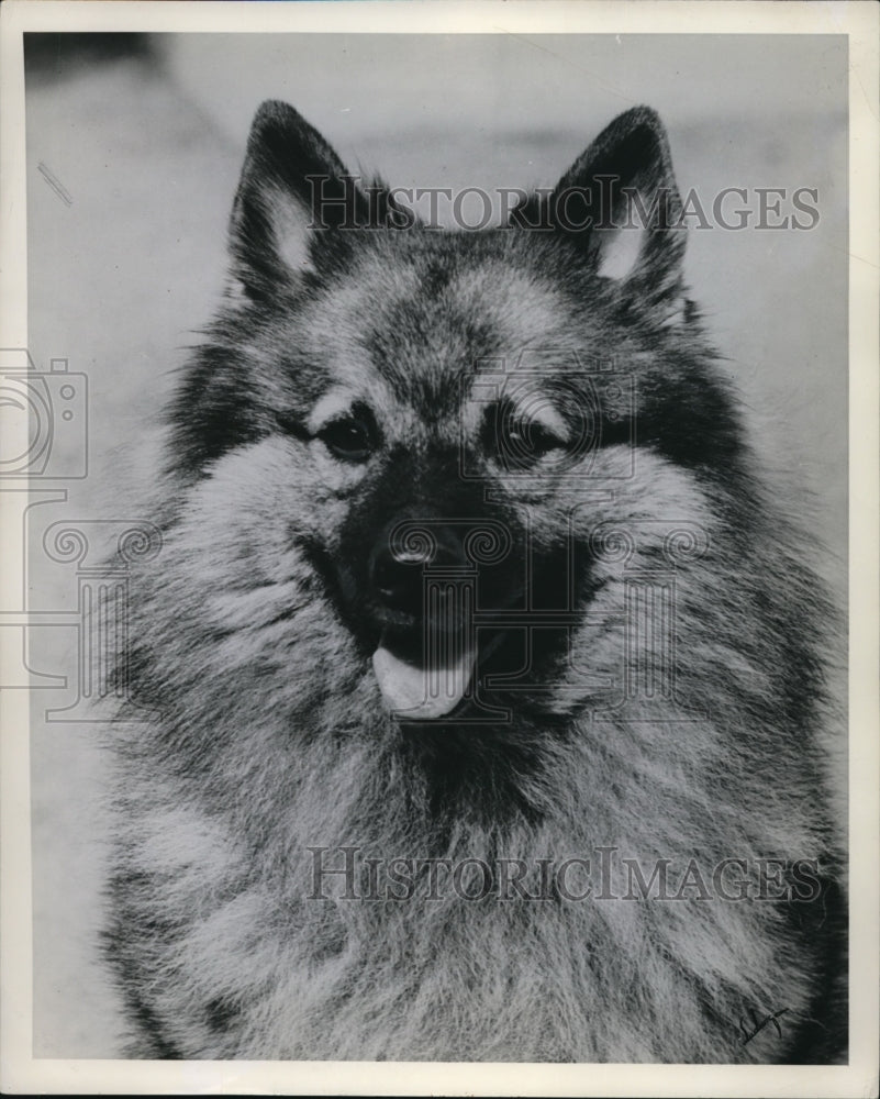 1925 Press Photo Keeshond Dog-Historic Images
