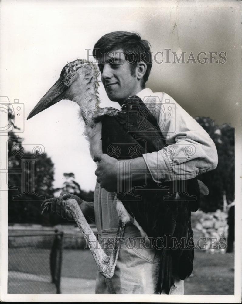 1965 Press Photo Philip Gunstone of Chessington Zoo w/ Cuban marabou - Historic Images