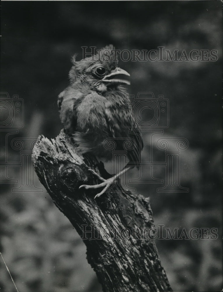 1941 Press Photo Young Cardinal the day it left the nest-Historic Images