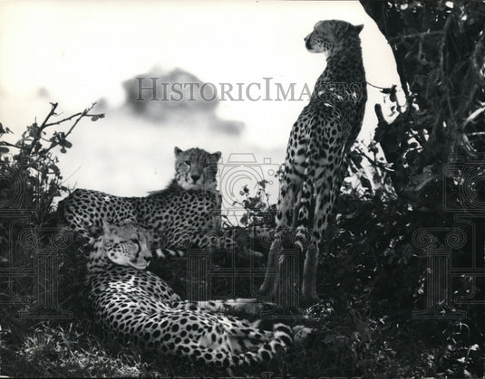 1971 Press Photo Leopards spotted cats - Historic Images