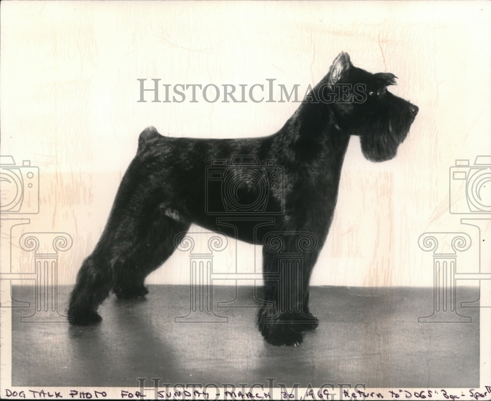 1969 Press Photo Black Schnauzer Jovinus Rodin of Anfiger co-owned by Mrs Hauck-Historic Images