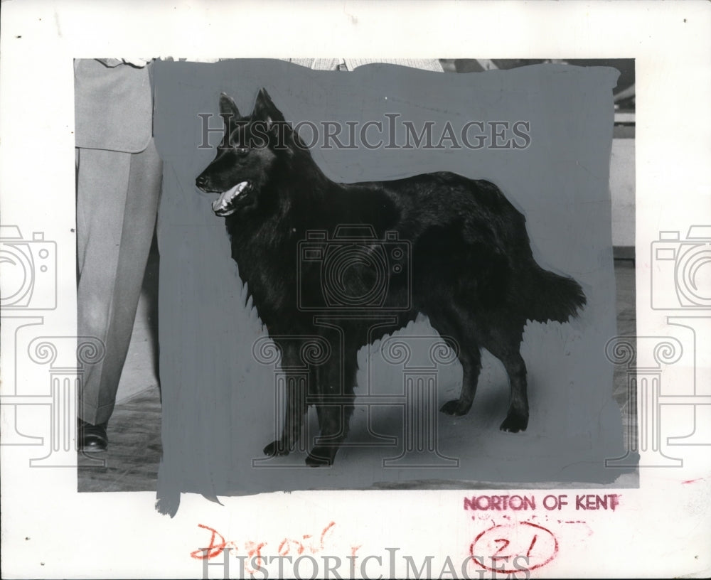 1962, Flicky candidate Belgian Sheepdog - Historic Images