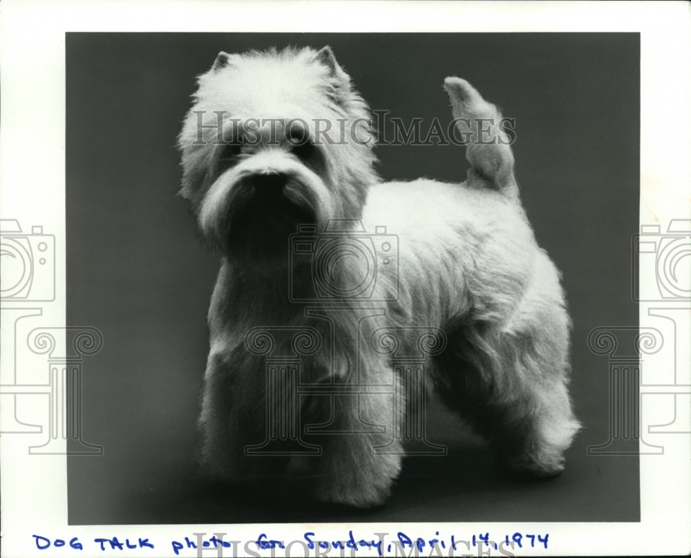 1975 Press Photo West Highland white terrier owned by Mrs BG Frame - Historic Images