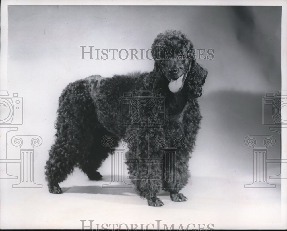 1962 Press Photo The cute French poodle-Historic Images