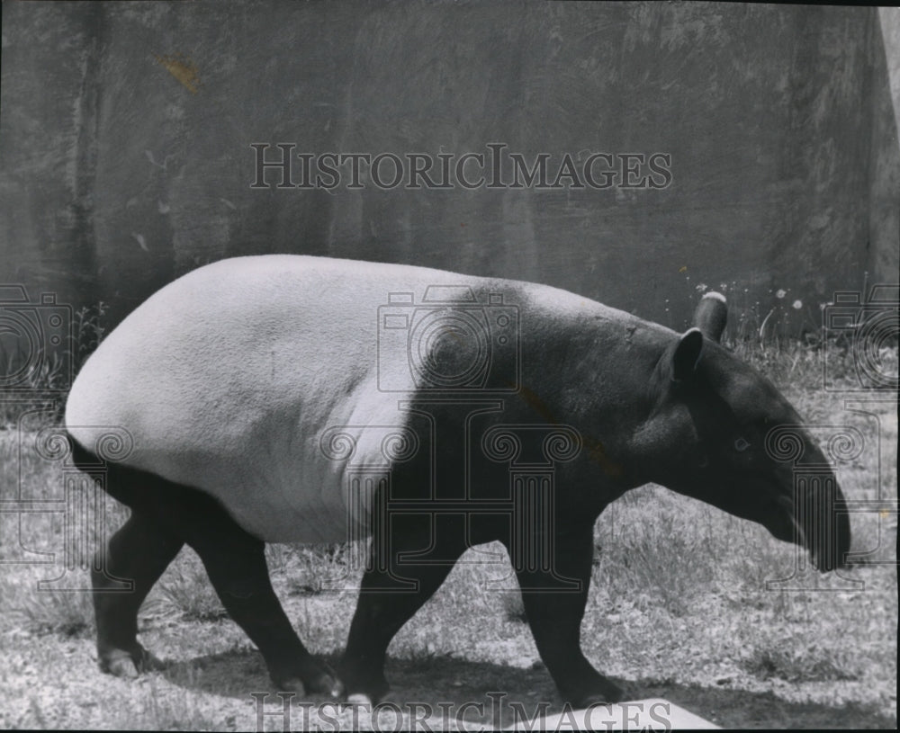 1960 Malayan tapir at Cleveland Zoo - Historic Images