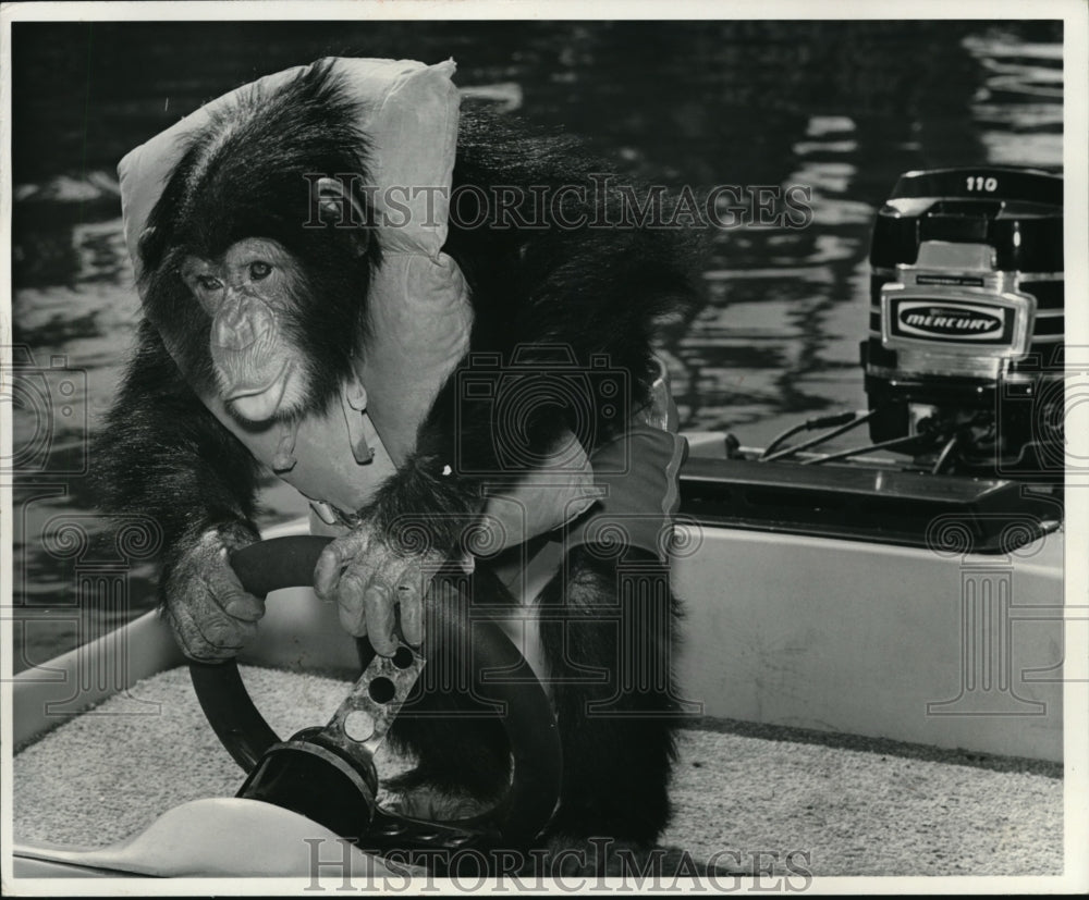 1972 Press Photo The driving monkey at the Sea World-Historic Images