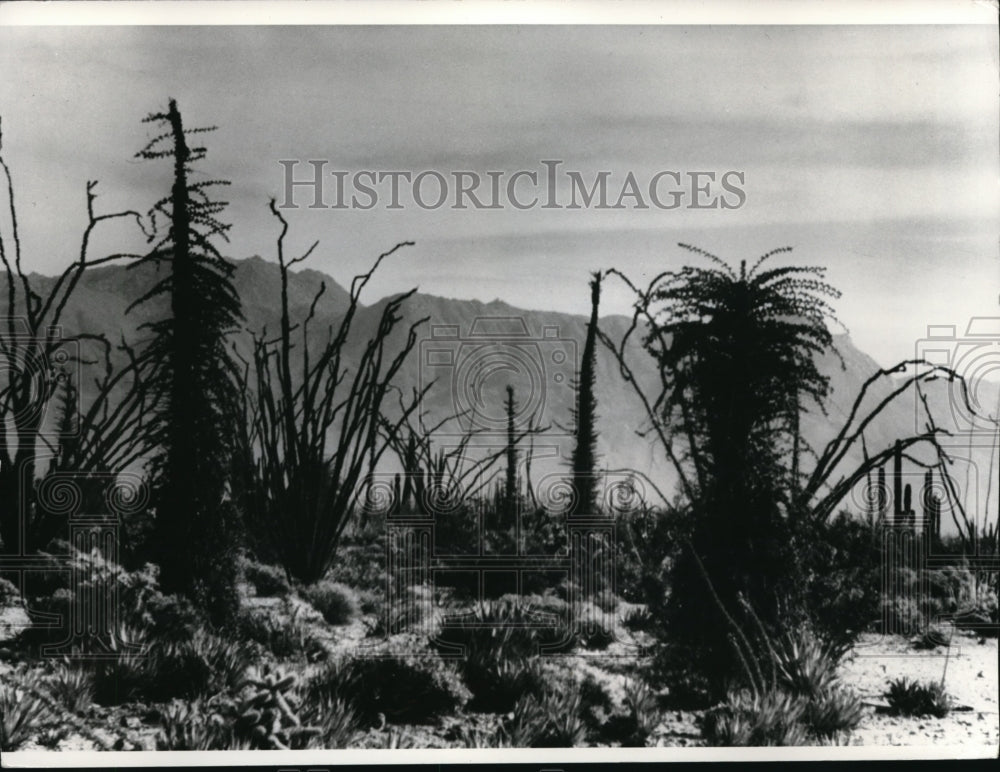 1973 The different varieties of cactus at the Baja California - Historic Images