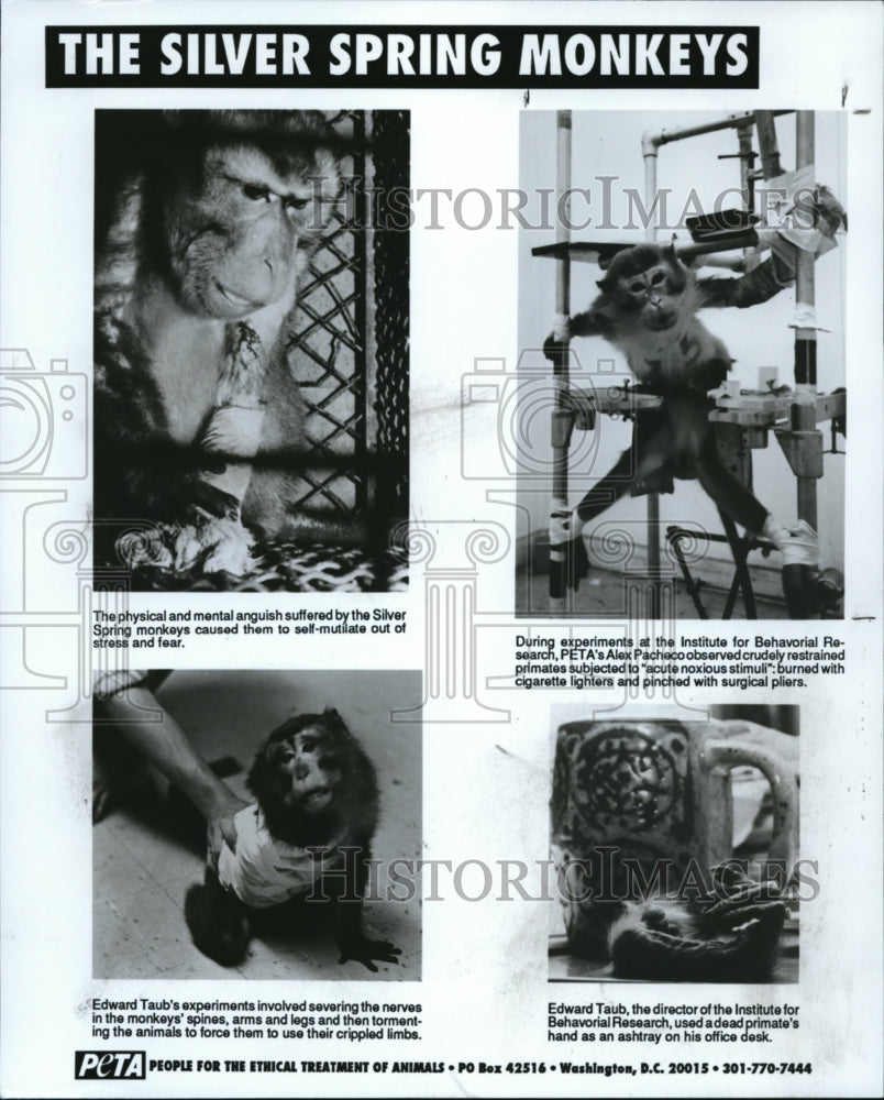 1990 Press Photo Silver Spring Monkeys self-mutation due to fear and stress - Historic Images