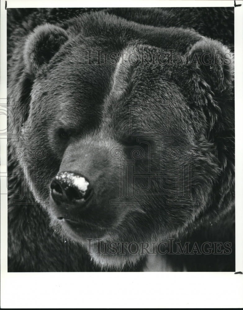 1988 Press Photo Kodiak Bear-Historic Images