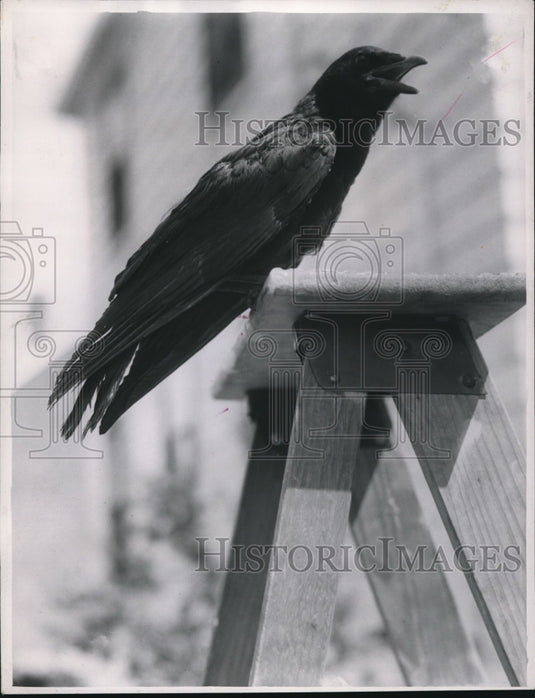 1952 Banjo the crow owned by Edgar Kartic - Historic Images