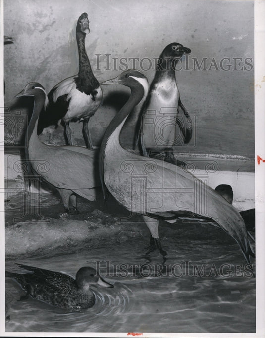 1956, Demoiselle Crane at Cleveland Zoo - Historic Images