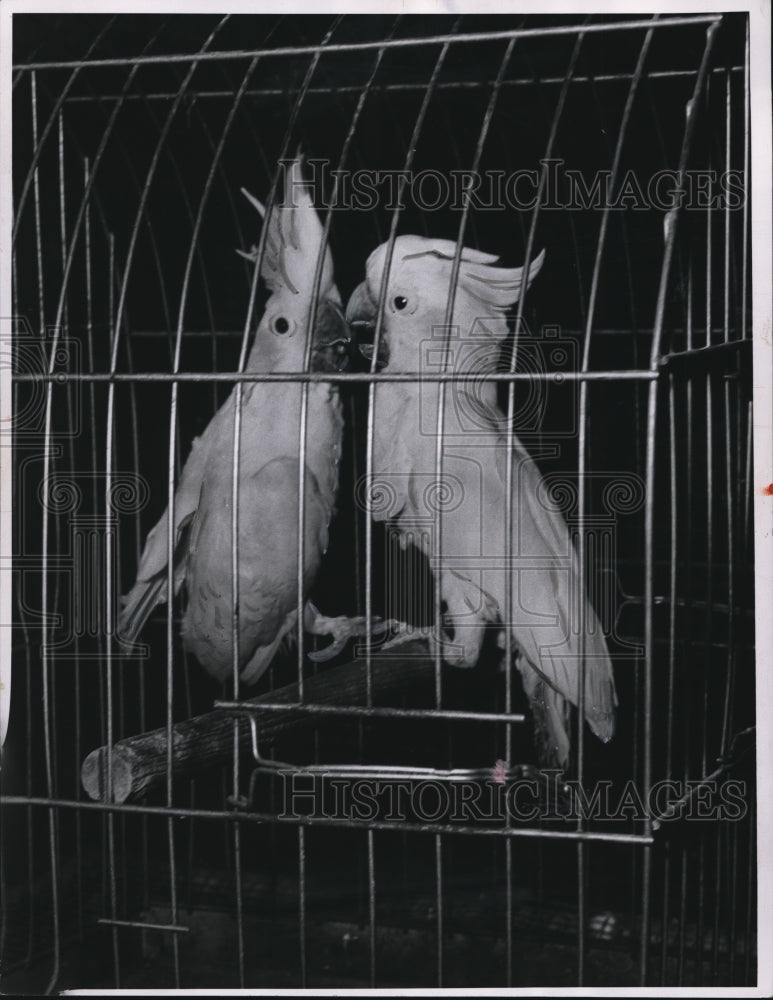 1952 Lesser Lemon crusted Cockatoos in quarantine at Cleveland Zoo - Historic Images