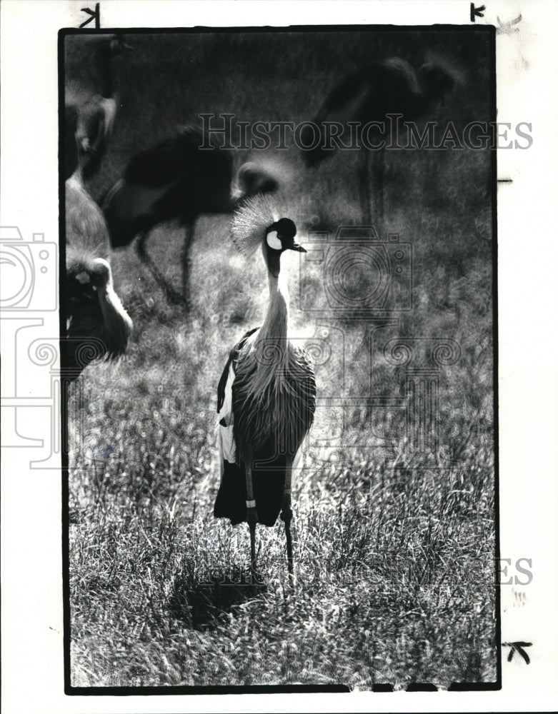 1985 Press Photo East African Crowned Crane at the Safari at the Zoo - Historic Images