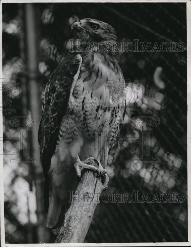 1941, Golden Eagle at Brookside Zoo - Historic Images