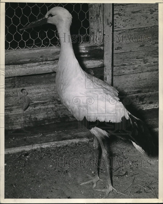 Stork Bird - Historic Images