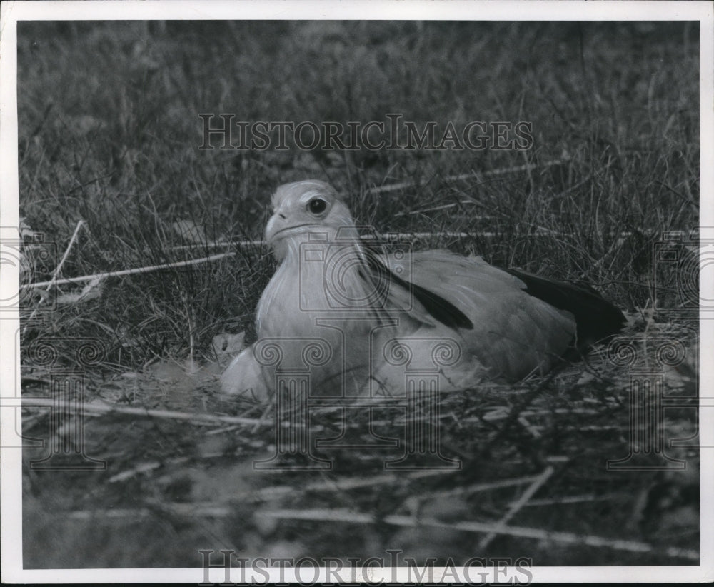 1970, The secretary bird at the Cleveland Zoo - Historic Images