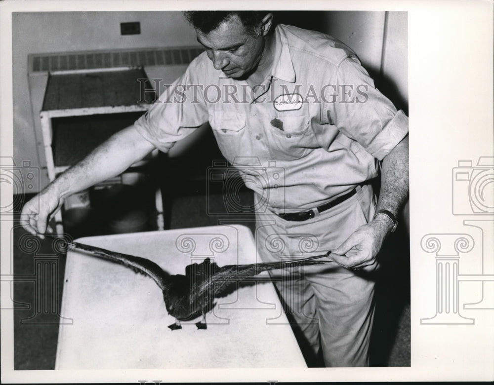 1960 Press Photo Joegers Bird-Historic Images