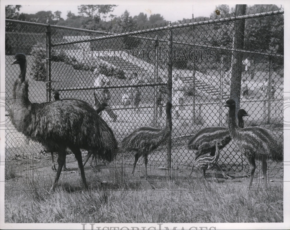 1956 Birds at Cleveland Zoo - Historic Images