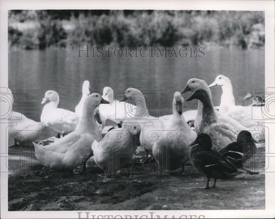 1968, Ducks - Historic Images