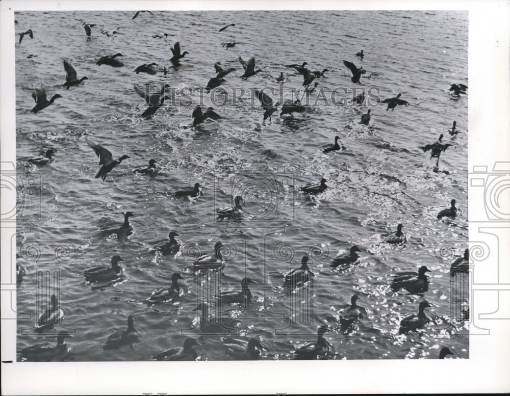 1962 Ducks at dawn - Historic Images