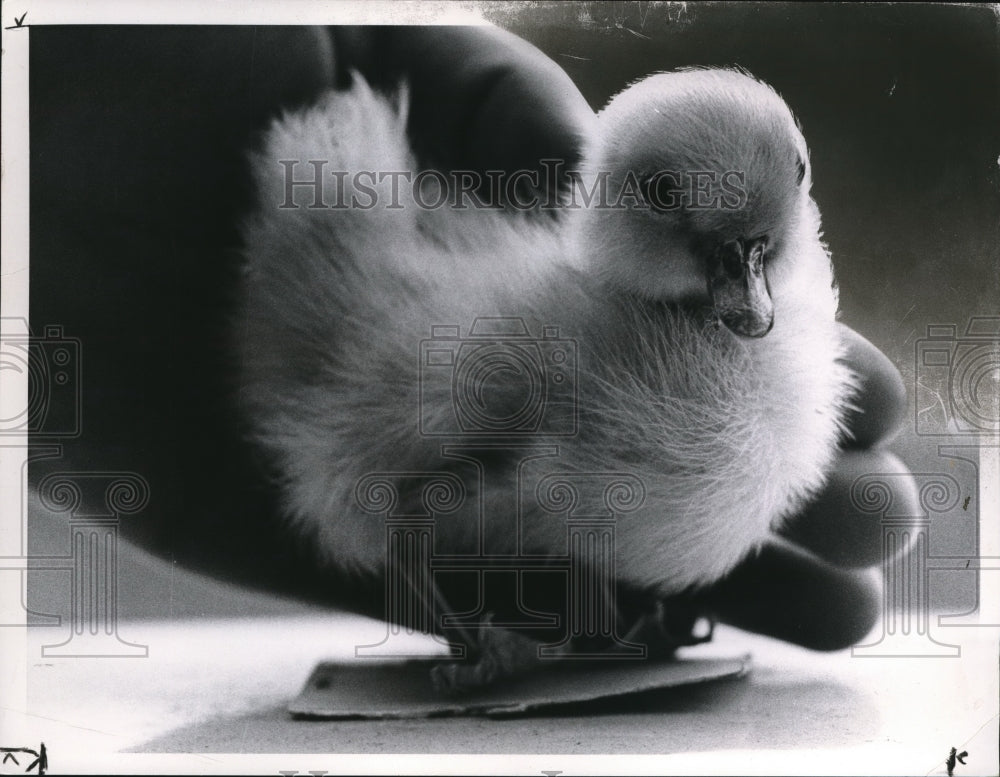 1961 Press Photo Stuffed duck - Historic Images