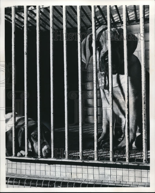 1974 Dogs to adopt at Cleveland Animal Protective League - Historic Images