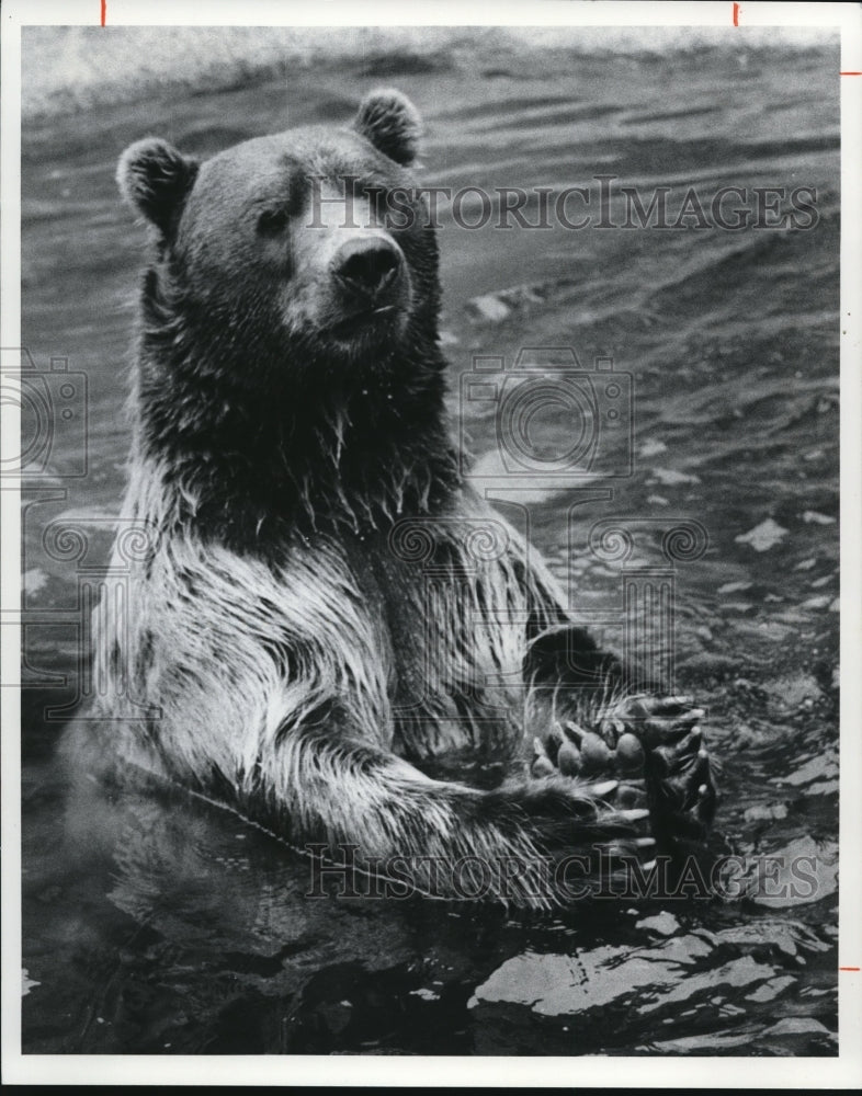 1977 Press Photo Kodiak Bear at Cleveland Zoo - Historic Images