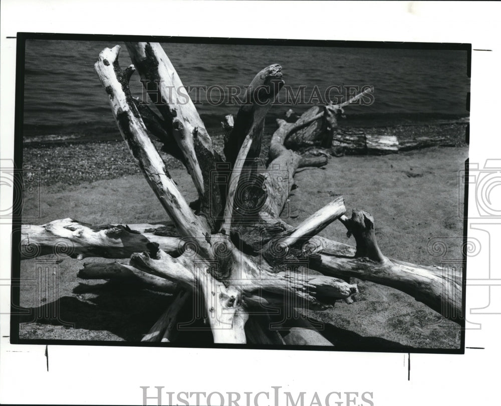 1989 Press Photo A star look alike driftwood along the shore - Historic Images