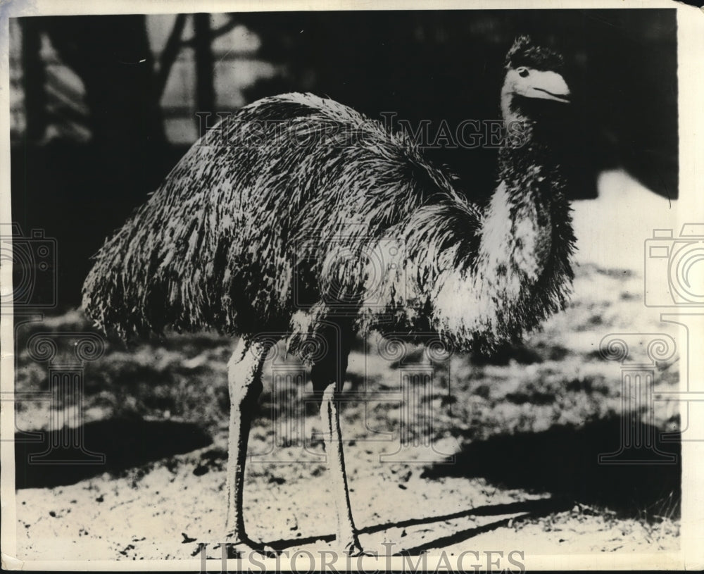 1931 Not an Ostrich, but a Cassawary - Historic Images