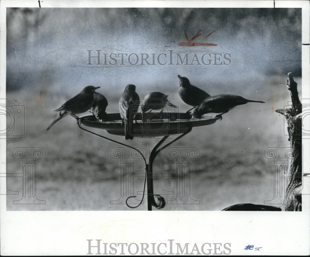 1971 Press Photo Birds at bird bath - Historic Images
