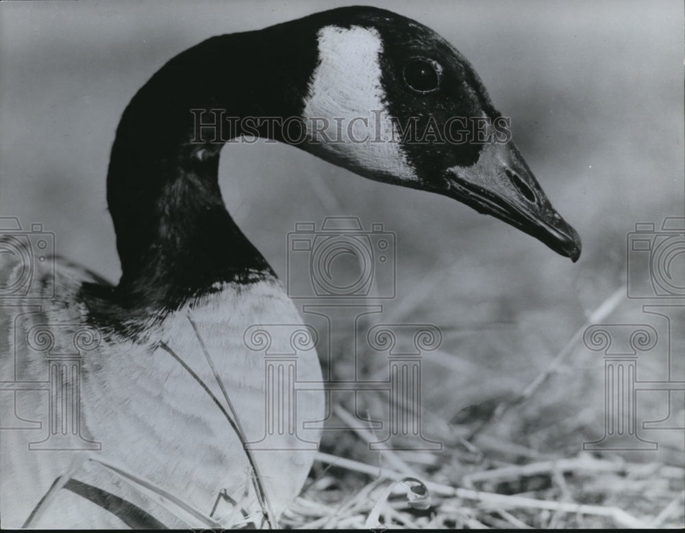 1966 Press Photo Goose - Historic Images