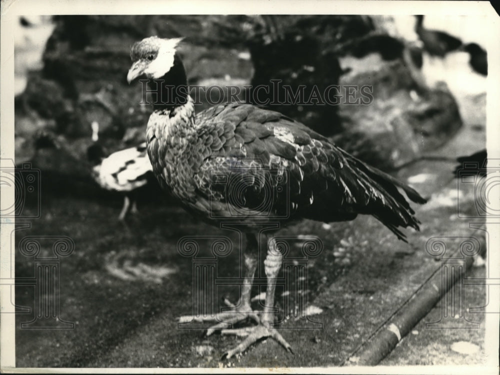 1934, The Sturdy Crested Screamer - Historic Images