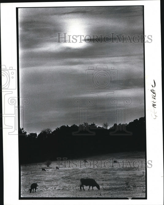 Press Photo The effects of drought on animals, plants and people-Historic Images
