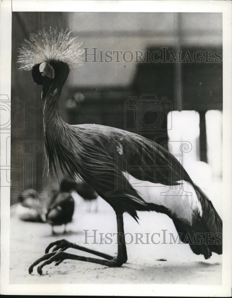 1940 Press Photo African Crowned Crane at National Zoological Park at Washington-Historic Images