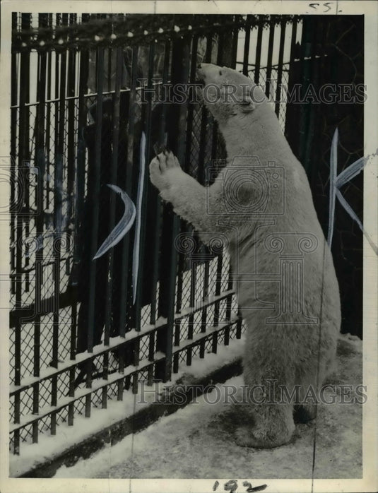 1938 Press Photo Captain Wilson with the bear-Historic Images