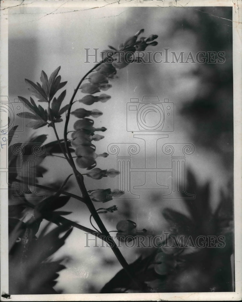 1970 Press Photo Bleeding Heart Plant - Historic Images