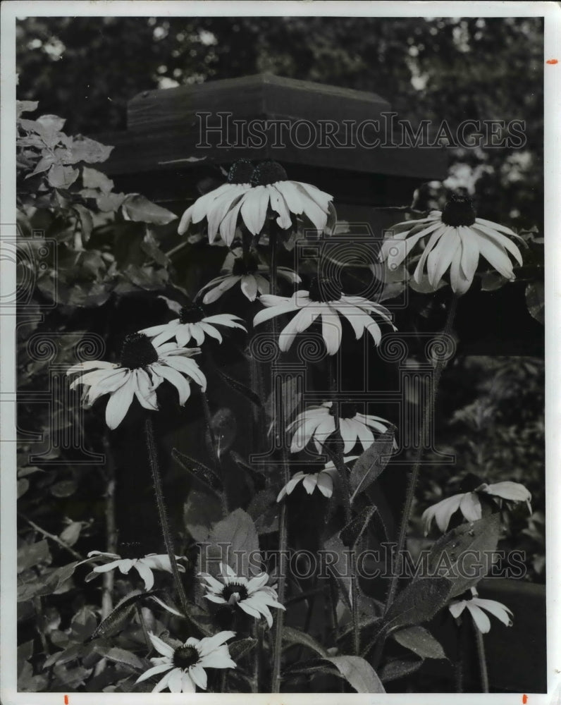 1969 Press Photo The daisy black eyed susan - Historic Images