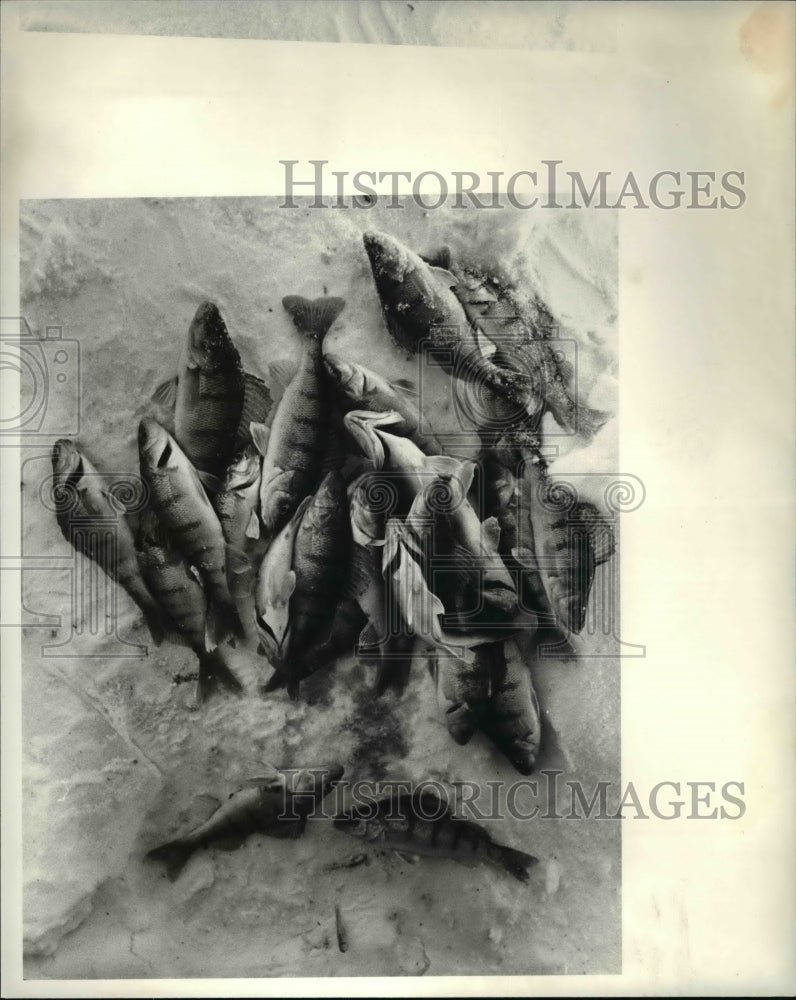 1981 Press Photo Perch caught while ice fishing-Historic Images