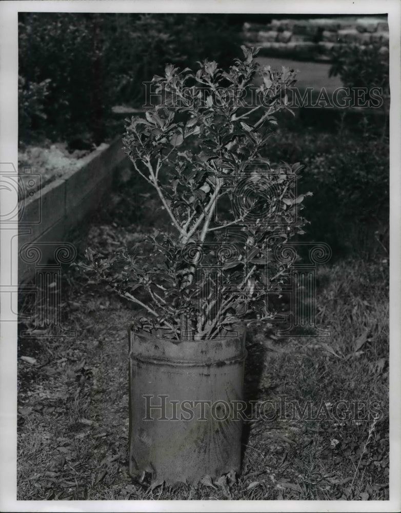 1967 Press Photo Flowers and Plants - Historic Images