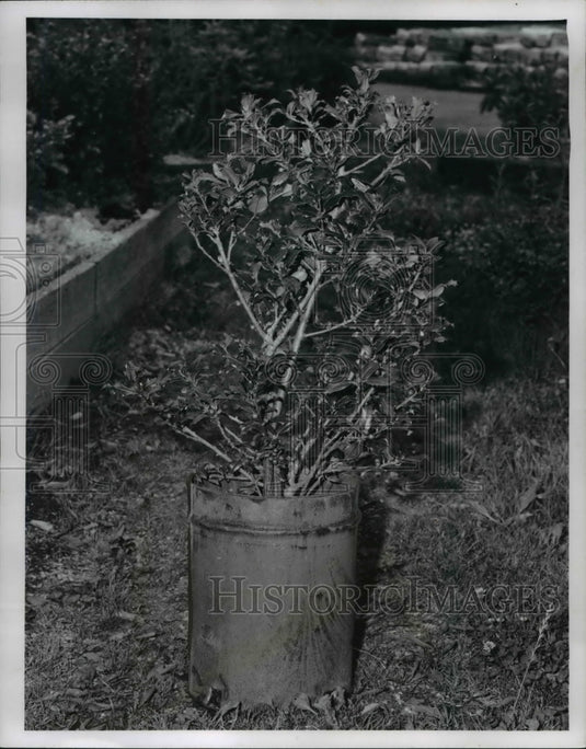 1967 Press Photo Flowers and Plants - Historic Images