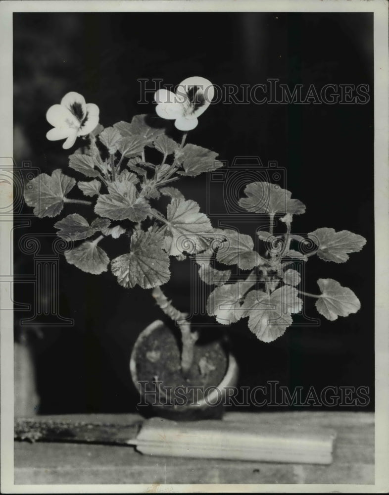 1967 Press Photo Pauoy Geranuim, pale pink flowers with dark purple blotch- Historic Images