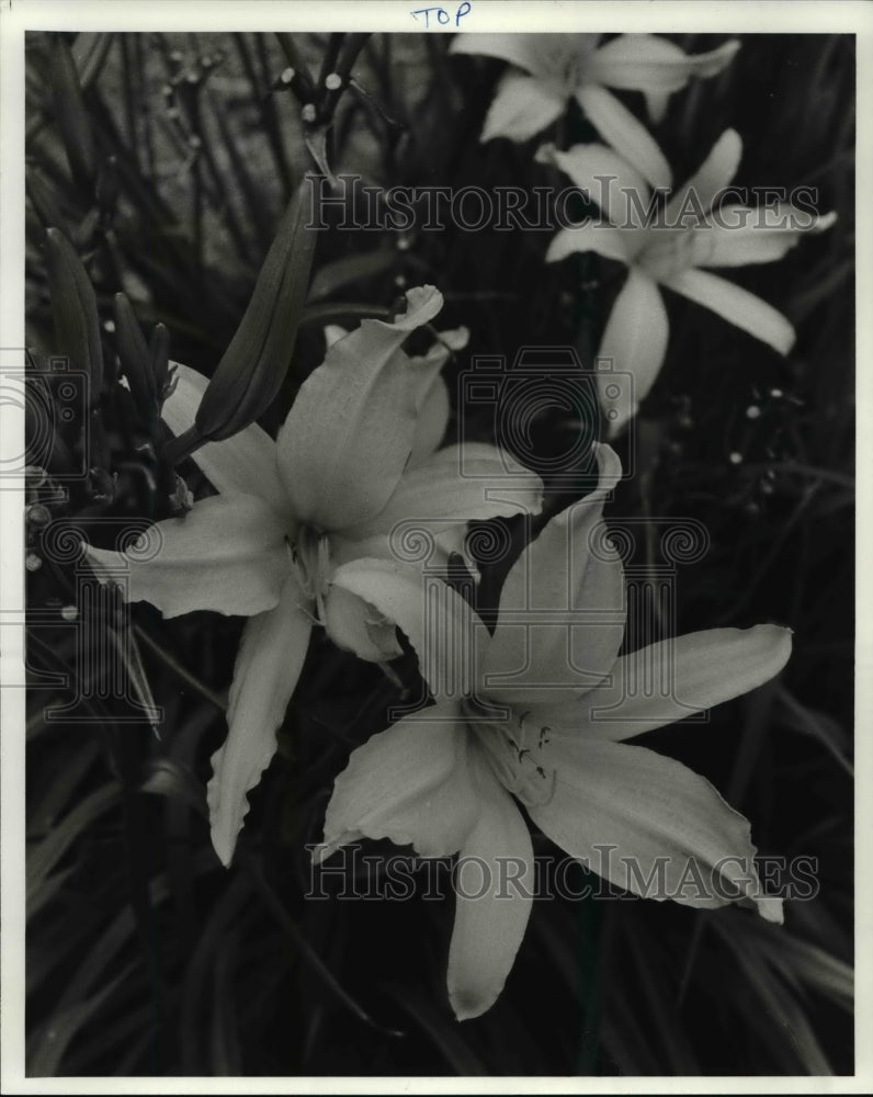 1984 Press Photo Daylilies in full bloom-Historic Images