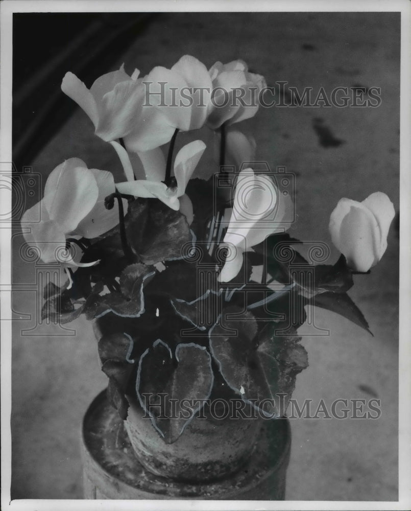 1969, Cyclamen Flowers at Hall Gardens 7288 McKenzie - Historic Images