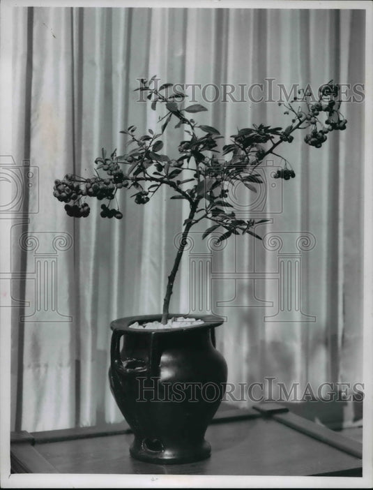 1964 The pyracatha bonsai - Historic Images